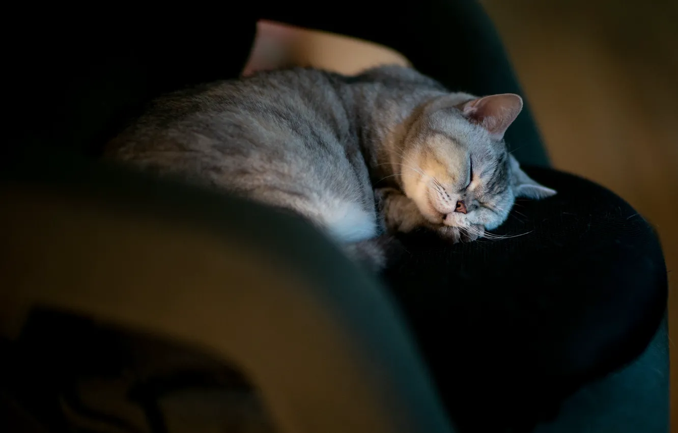 Photo wallpaper cat, cat, look, pose, face