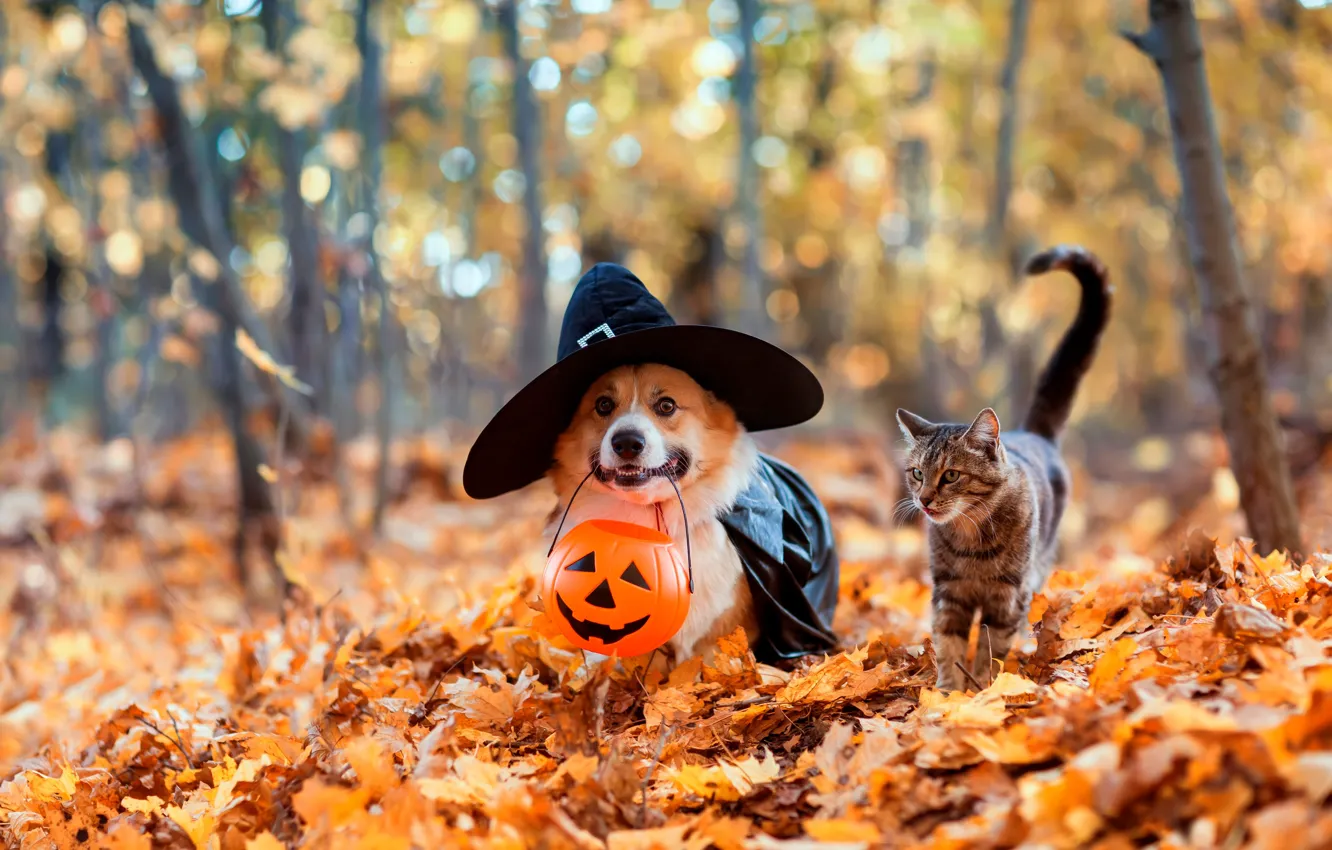 Photo wallpaper cat, cat, nature, dog, Corgi