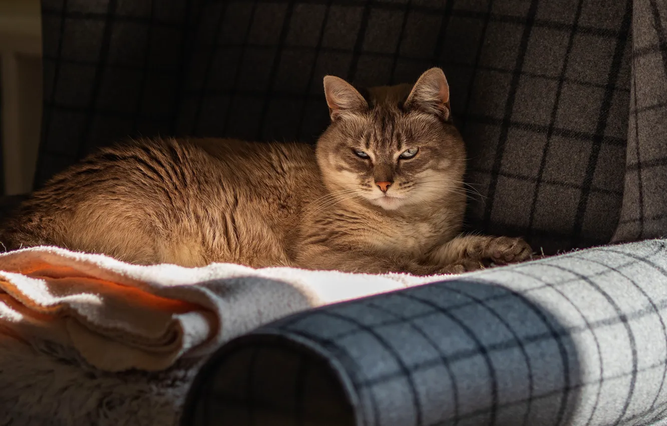 Photo wallpaper cat, cat, comfort, house, sofa, lies, towels