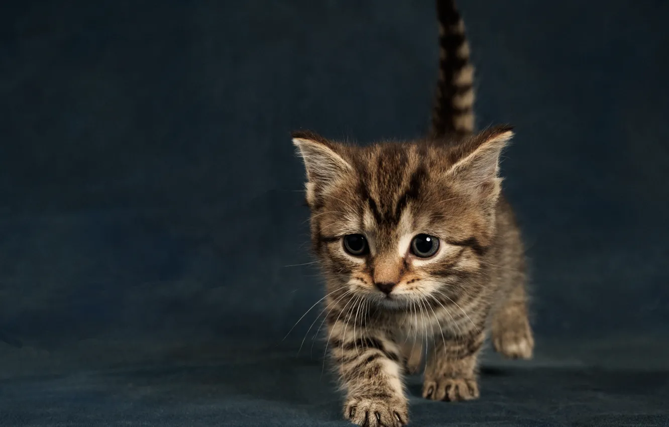 Photo wallpaper cat, kitty, background, small, kitty, ponytail