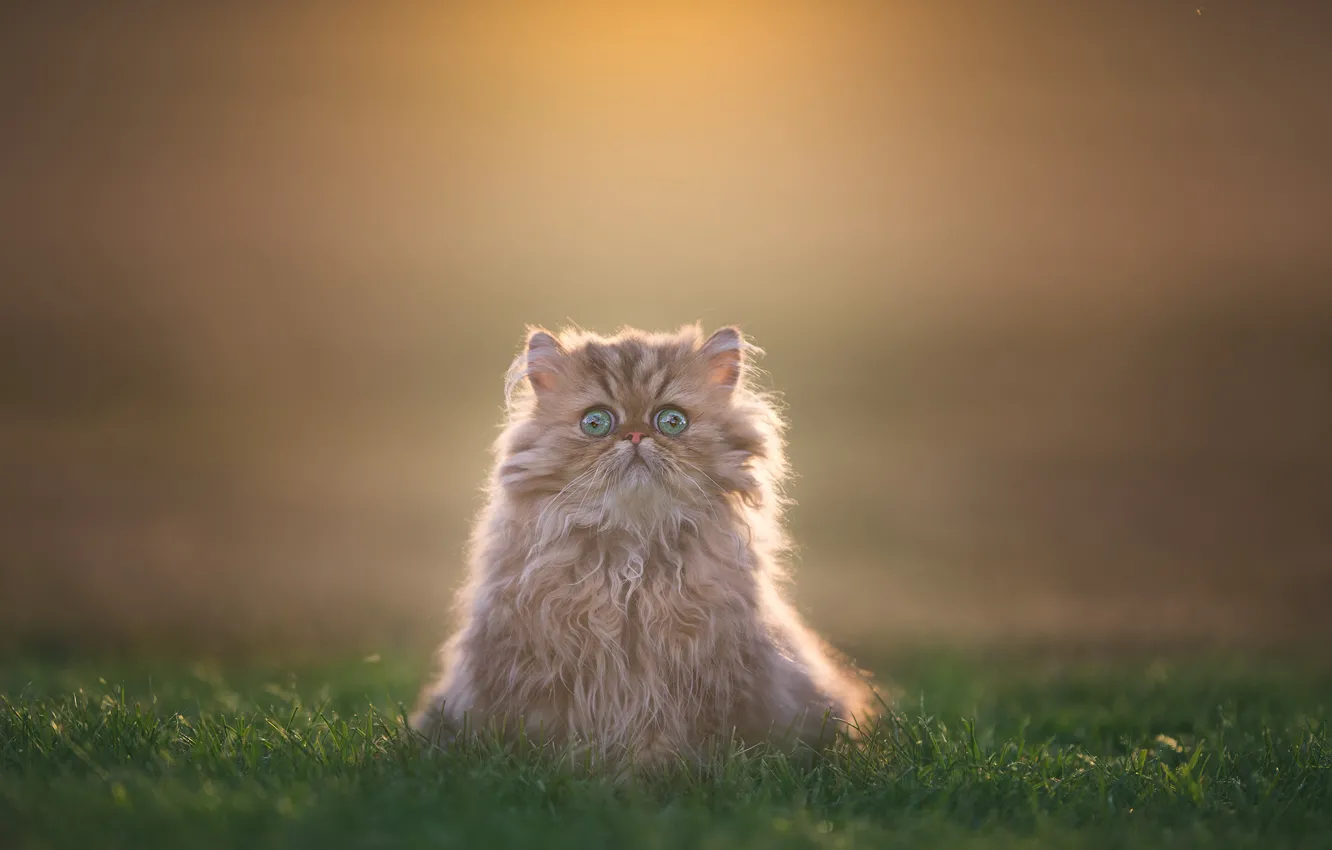 Photo wallpaper grass, look, background, fluffy, kitty