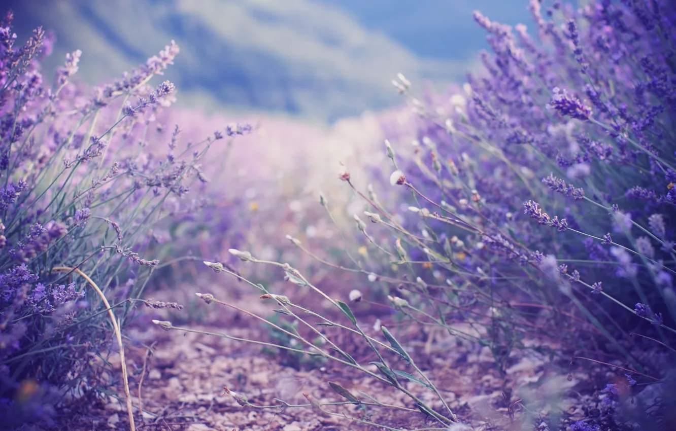Photo wallpaper lilac, the bushes, lavender, lavender