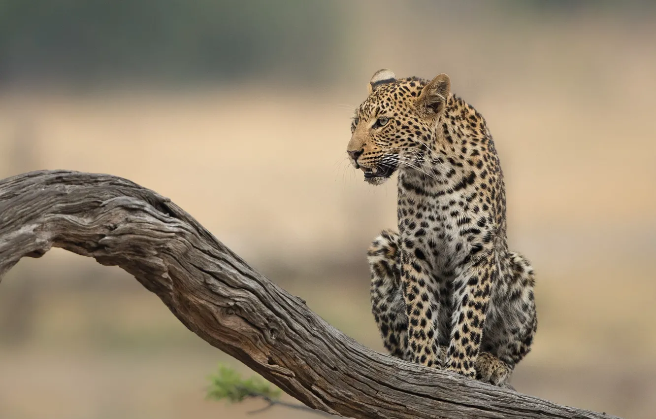 Photo wallpaper look, trees, background, leopard, snag, log, sitting