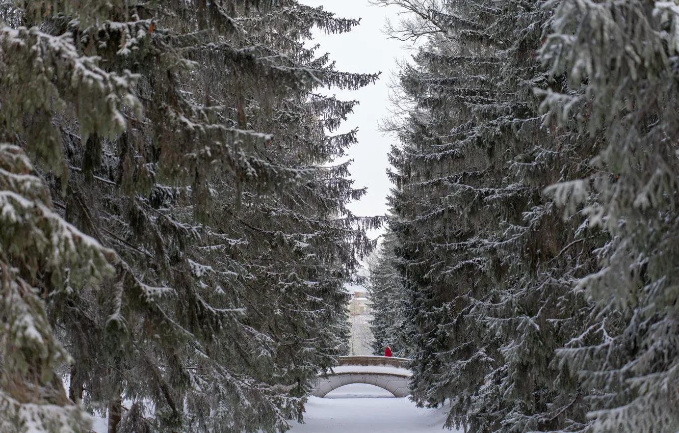 Photo wallpaper winter, ate, frost, ILO, Pushkin