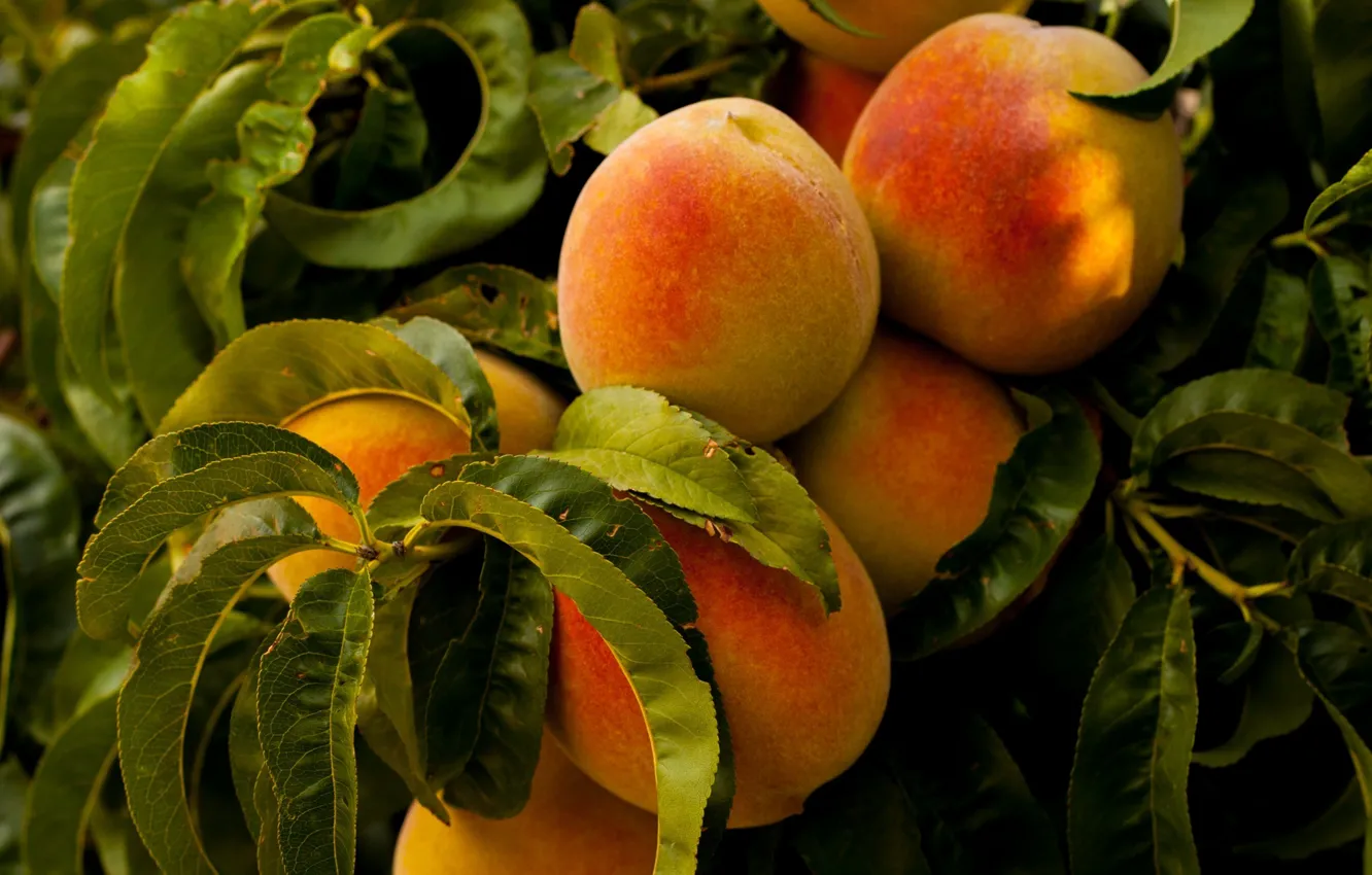 Photo wallpaper trees, nature, food, leaves, fruits, plants, peaches, healthy