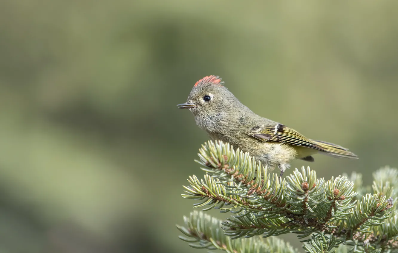 Photo wallpaper branches, background, bird, needles, rubinovaya Wren