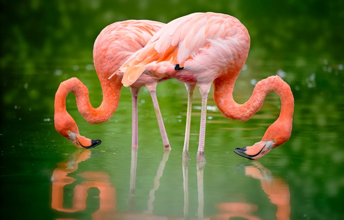 Photo wallpaper greens, water, nature, reflection, bird, pair, pink, Flamingo