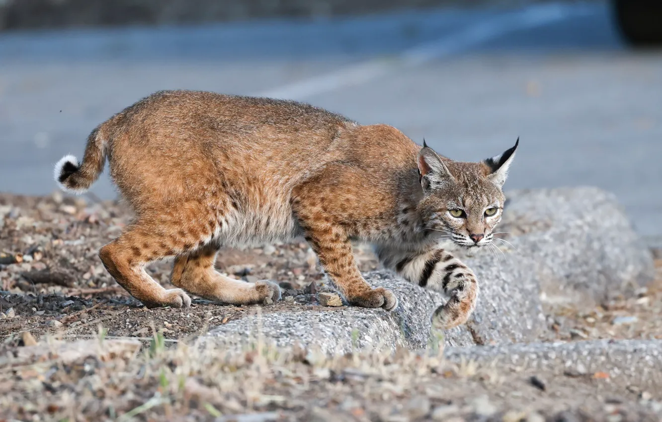 Photo wallpaper stones, lynx, sneaks