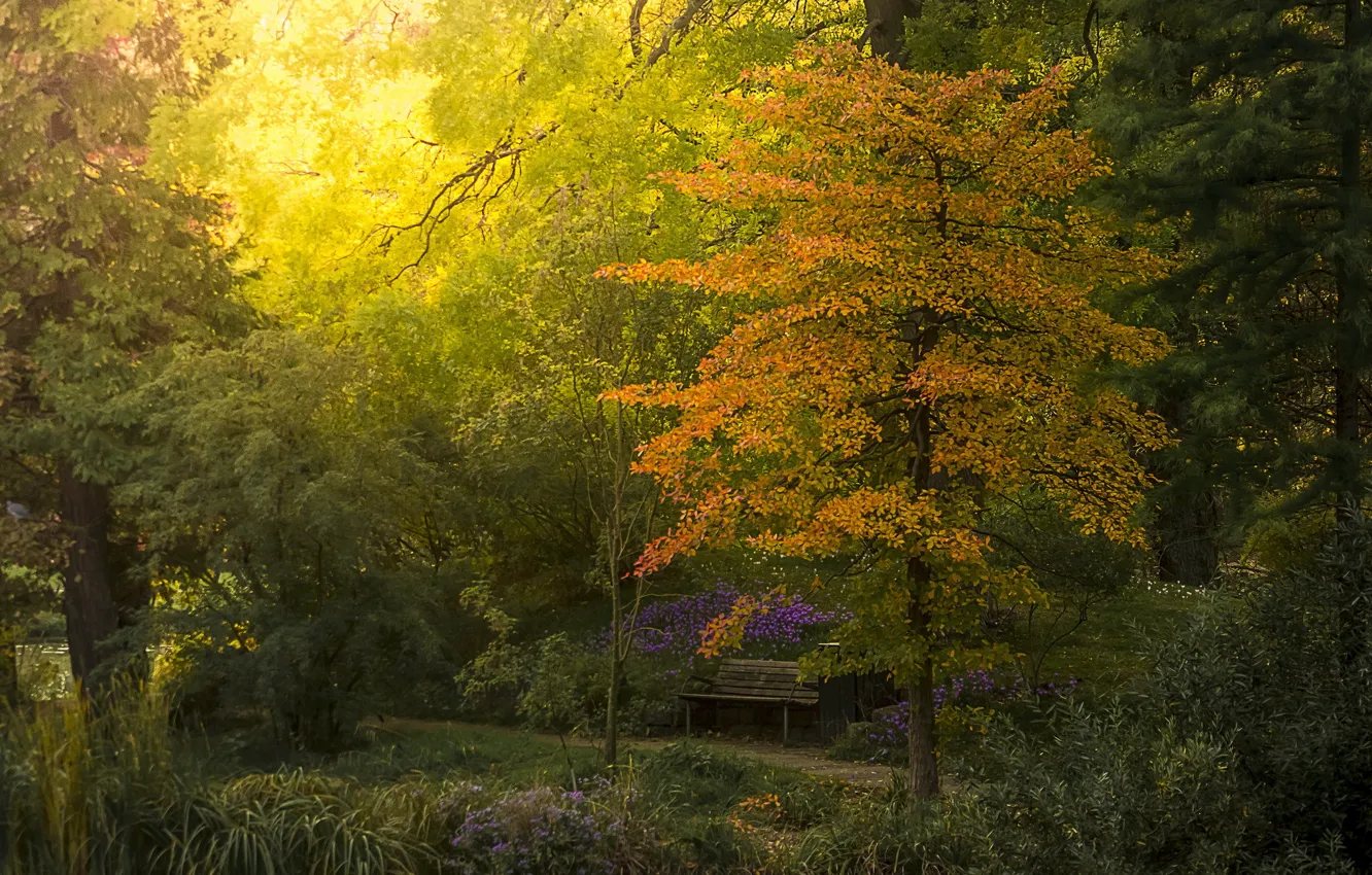 Photo wallpaper autumn, trees, bench, garden, shrubs, Botanical
