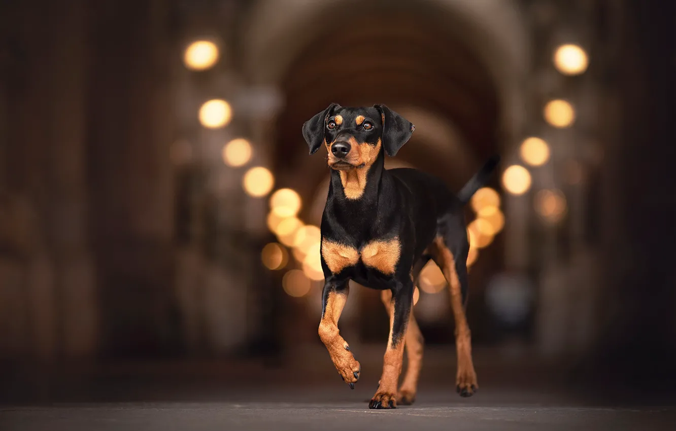 Photo wallpaper look, each, dog