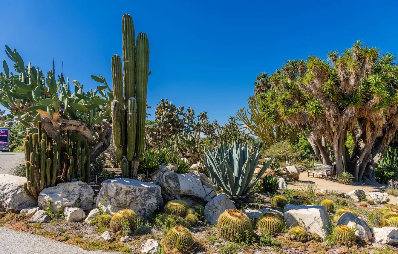 Photo wallpaper the sky, the sun, trees, bench, stones, cactus, CA, USA