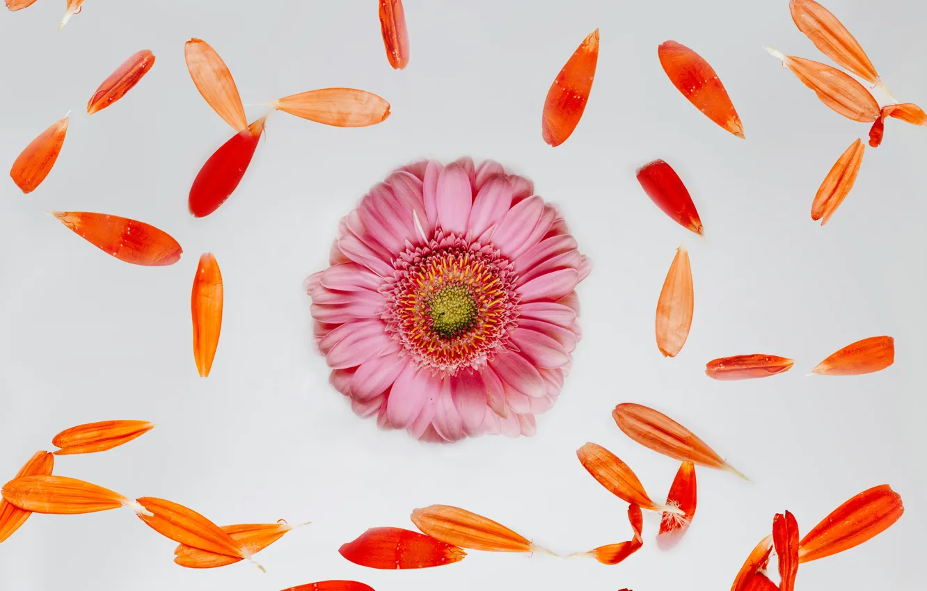 Photo wallpaper flower, petals, Bud, flower, pink, petals