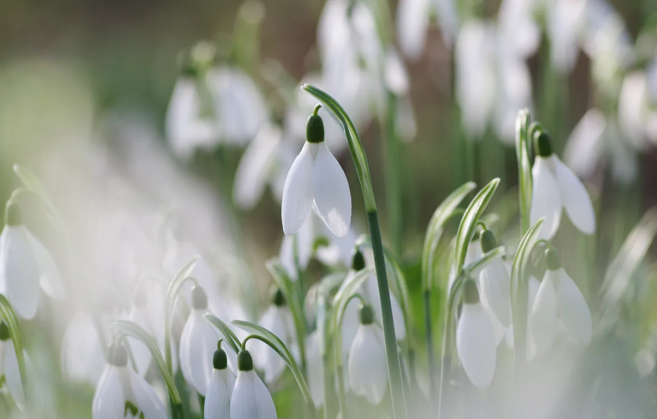 Photo wallpaper flowers, blur, spring, snowdrops, white, buds, bokeh