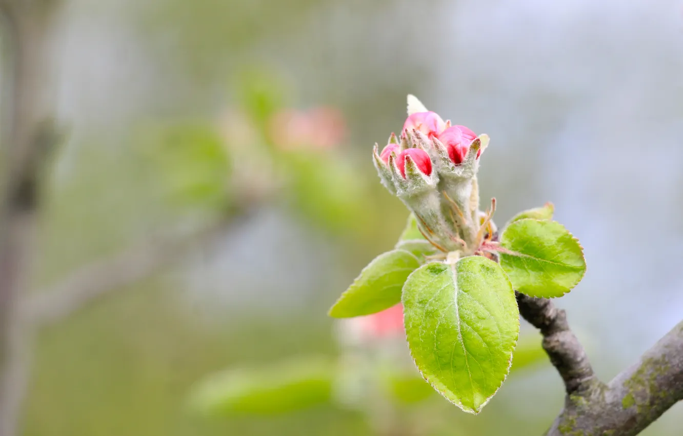 Photo wallpaper tree, spring, leaf, twig
