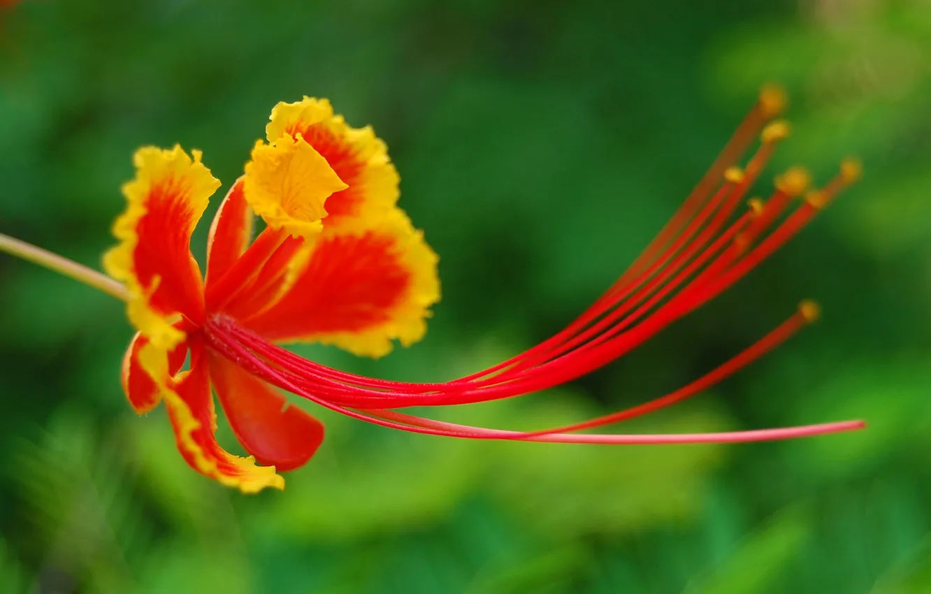 Photo wallpaper flowers, petals, stamens, exotic