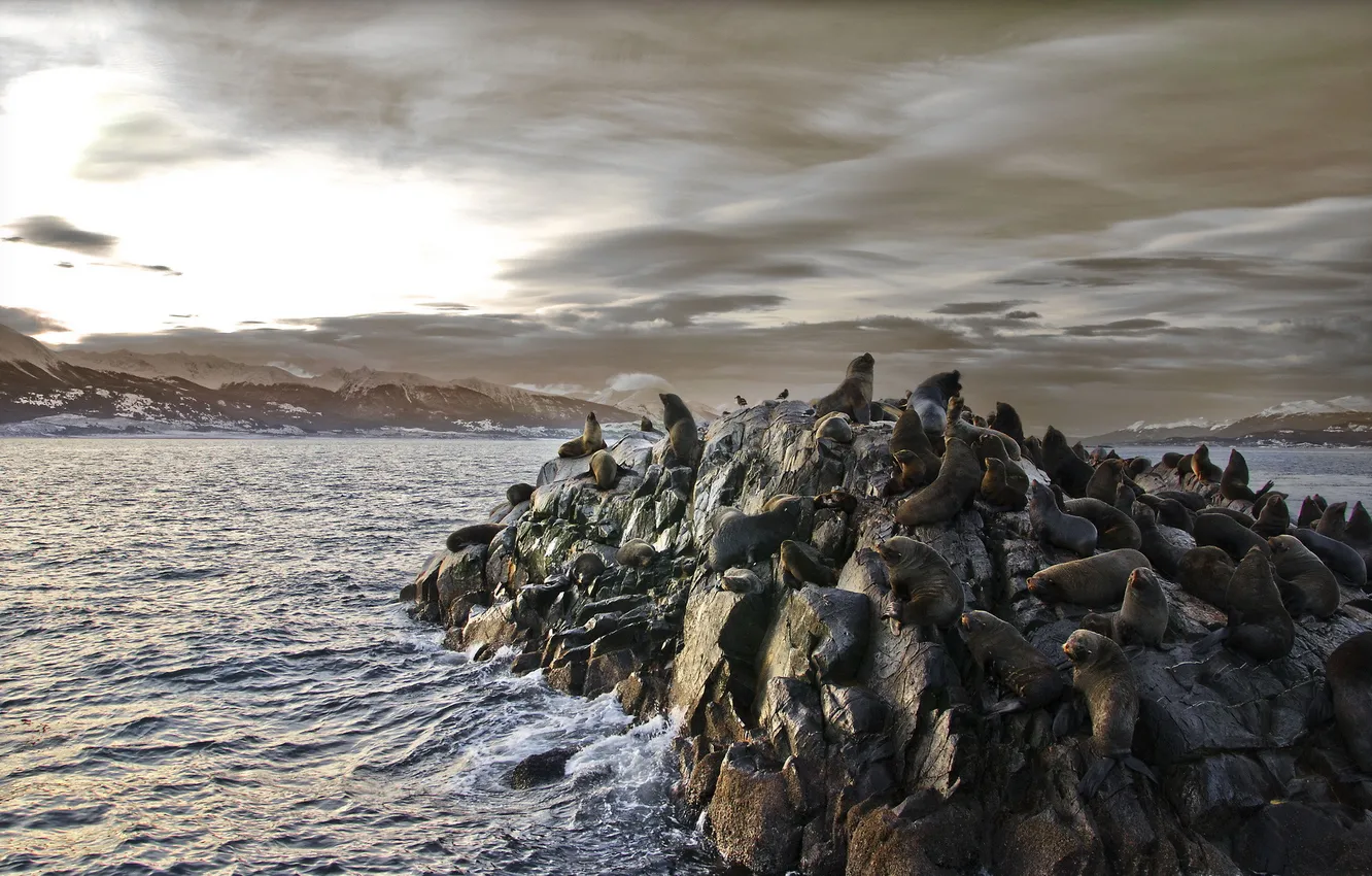 Photo wallpaper mountains, rocks, cat, Bay, sea