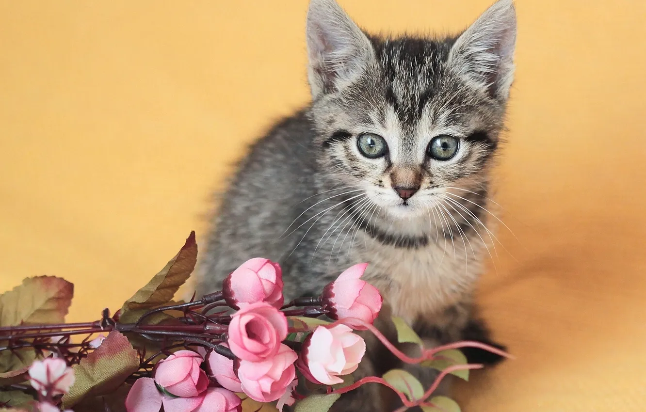 Photo wallpaper flowers, baby, kitty