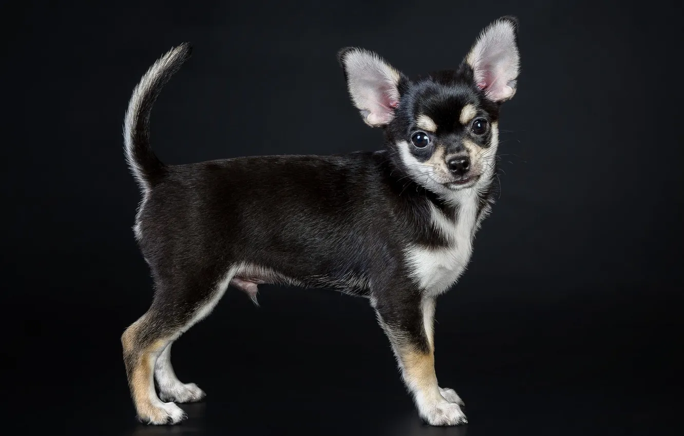 Photo wallpaper look, each, dog, puppy, puppy, look, friend, the dog