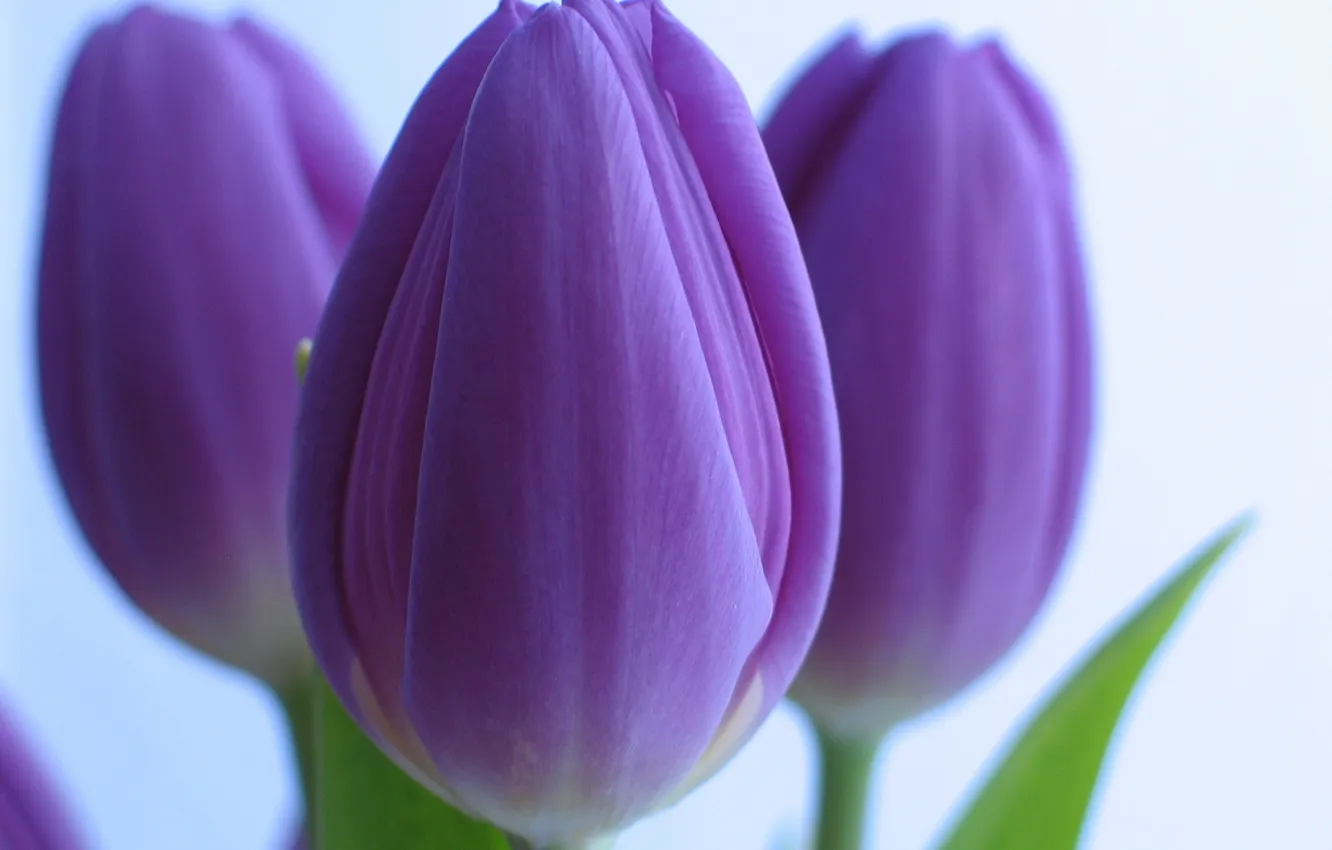 Photo wallpaper white, purple, background, tulips