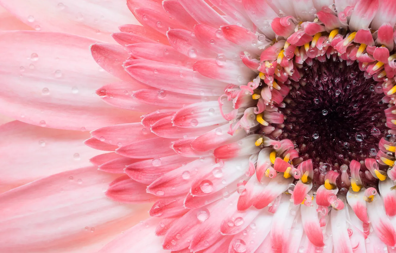Photo wallpaper flowers, petals, gerbera
