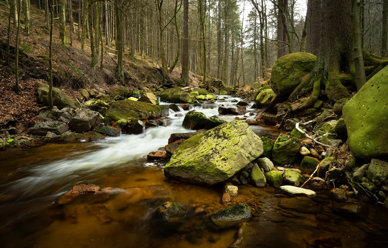 Photo wallpaper forest, stones, moss, Germany, river