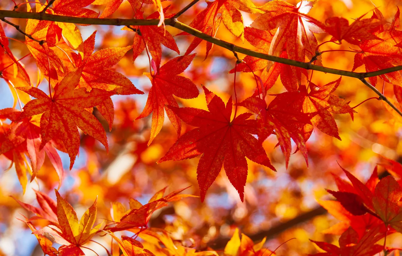 Photo wallpaper autumn, leaves, macro, branch, maple, Japanese maple