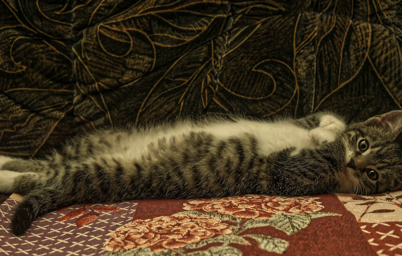 Photo wallpaper cat, look, pose, the dark background, kitty, grey, sofa, legs