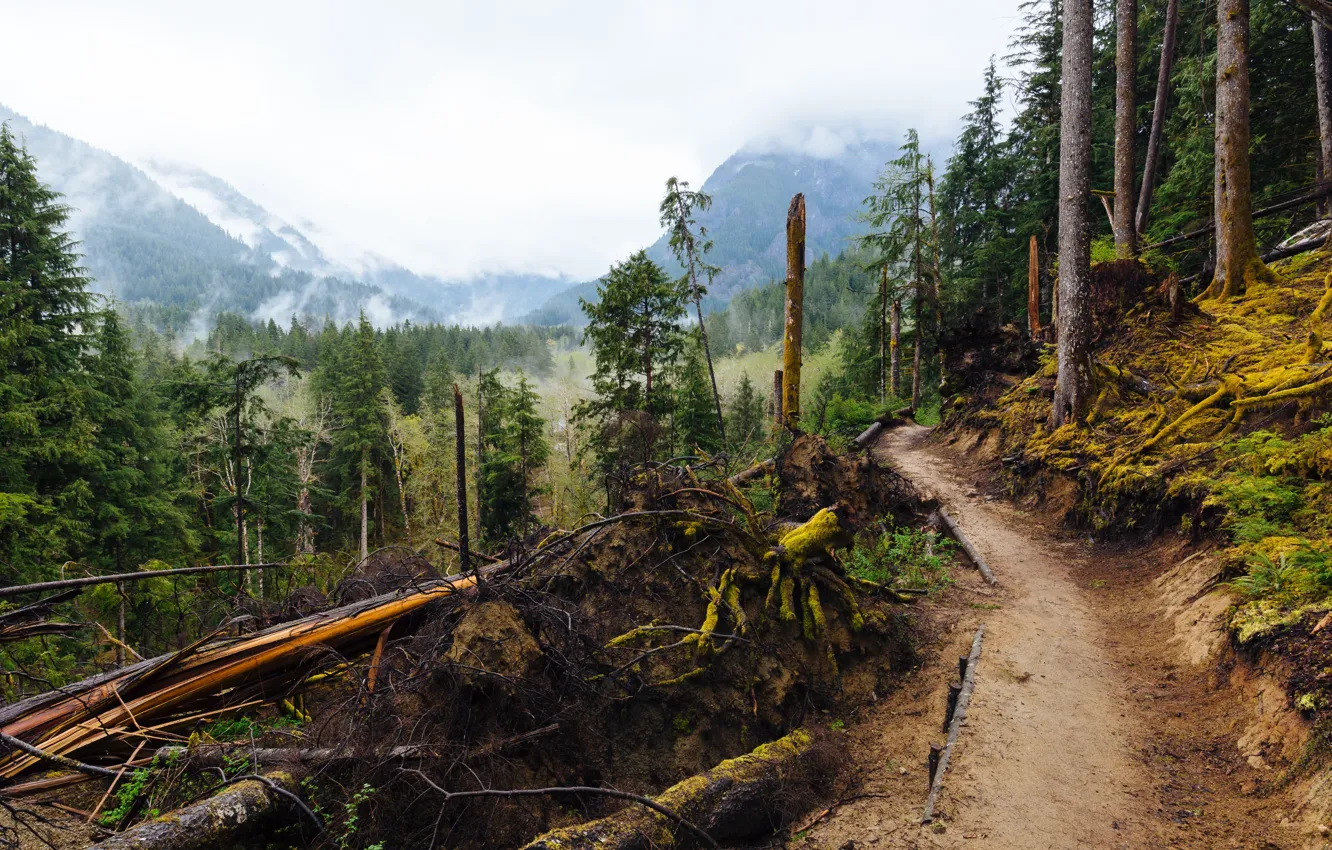 Photo wallpaper trail, fog, nature, mountains, forest, trees, landscape