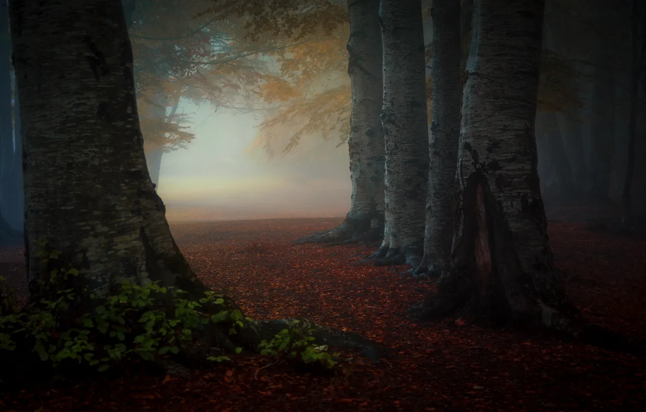 Photo wallpaper autumn, forest, leaves, trees, fog, Park, morning, trunk