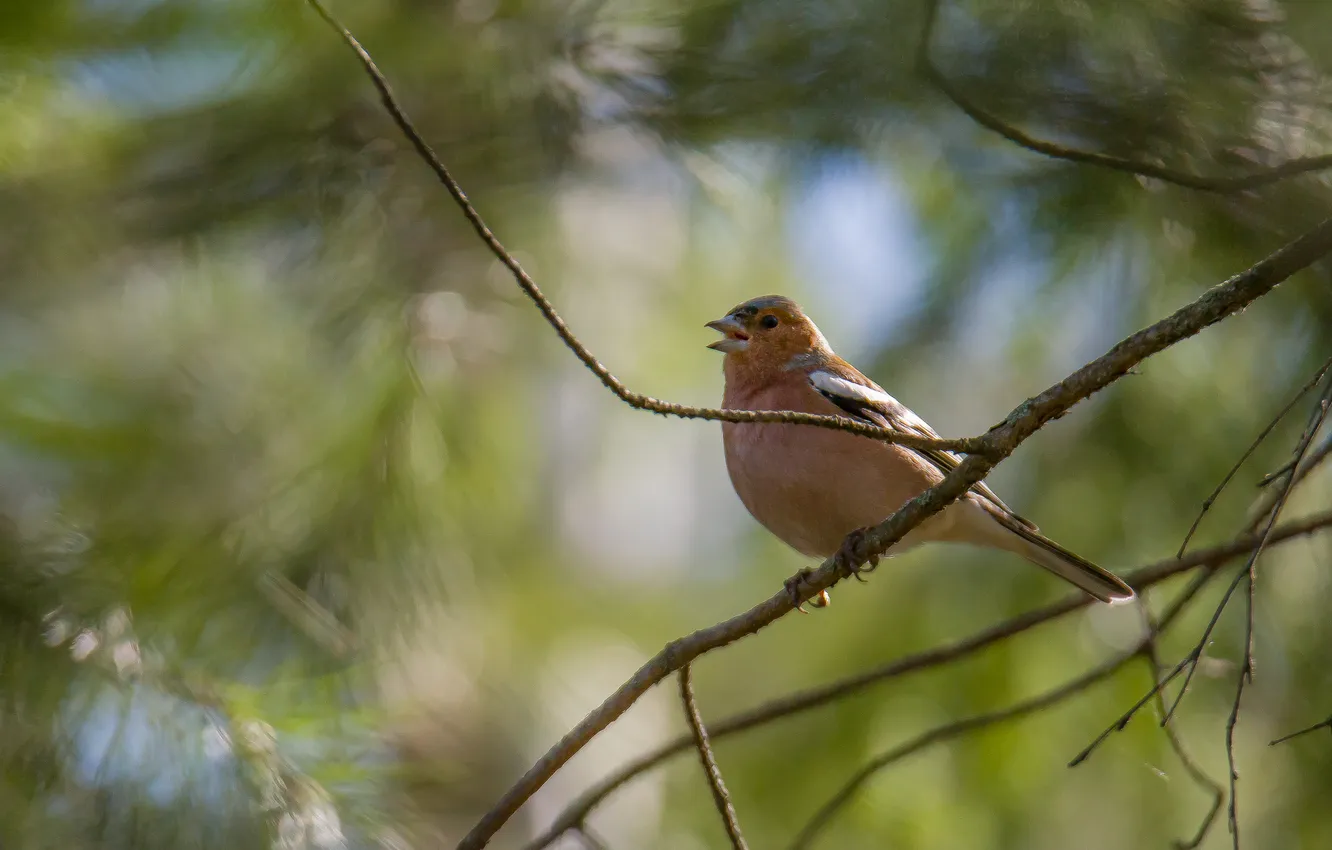 Photo wallpaper forest, bird, spring, sings, of priod, Chaffinch, photohunt