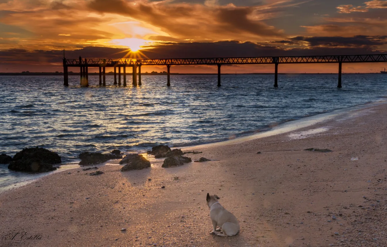 Photo wallpaper sea, sunset, bridge, shore, dog