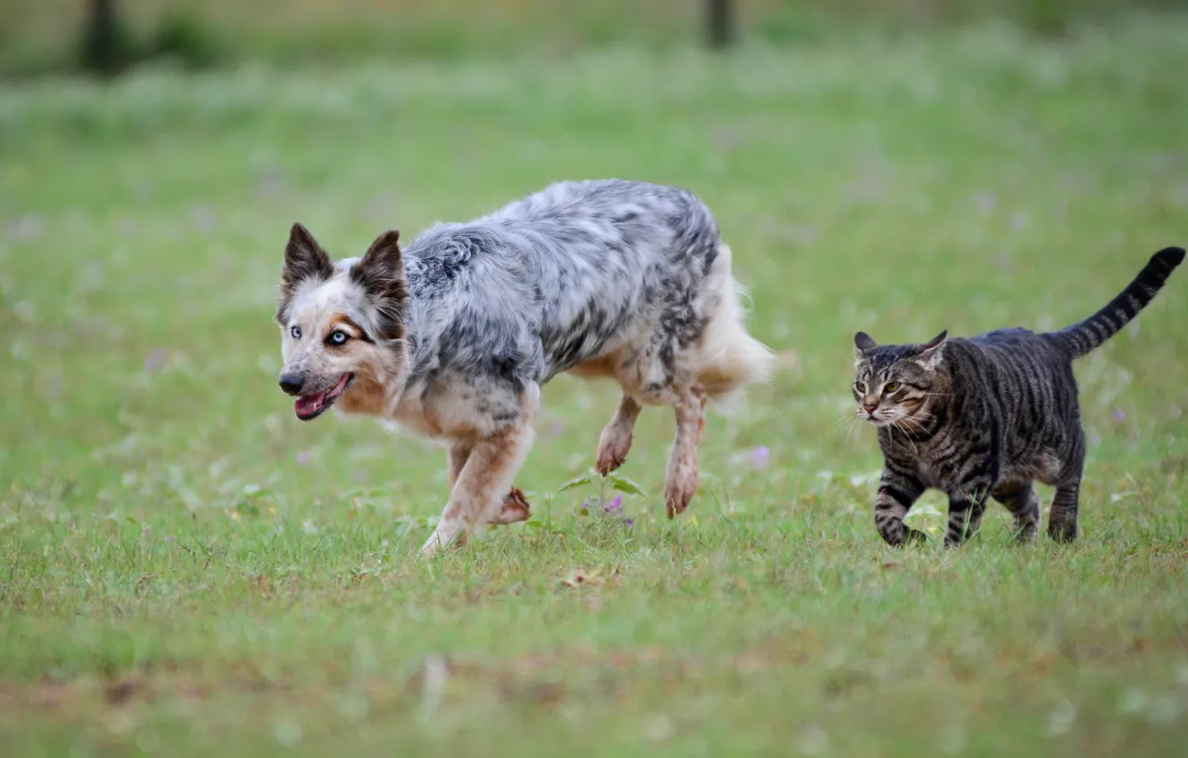 Photo wallpaper cat, grass, cat, dog, meadow, pair, dog, boys