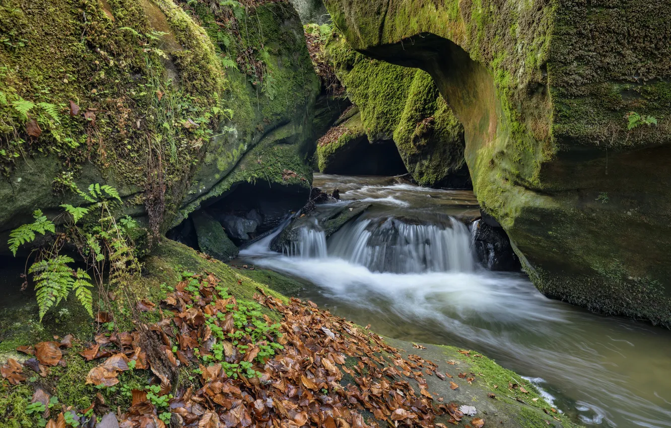Photo wallpaper forest, nature, river, stones, waterfall