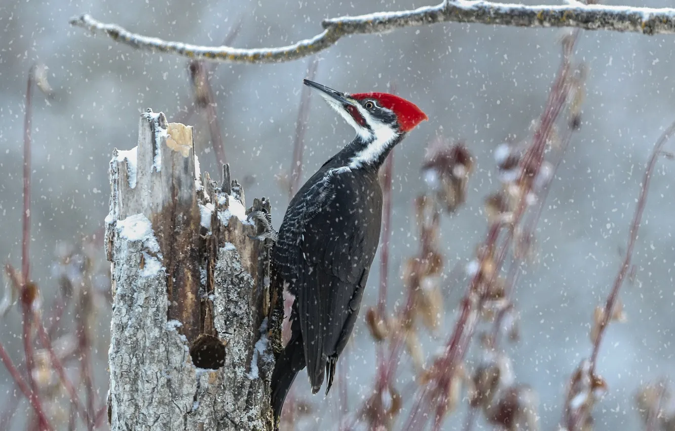 Photo wallpaper snow, bird, stump, branch, woodpecker