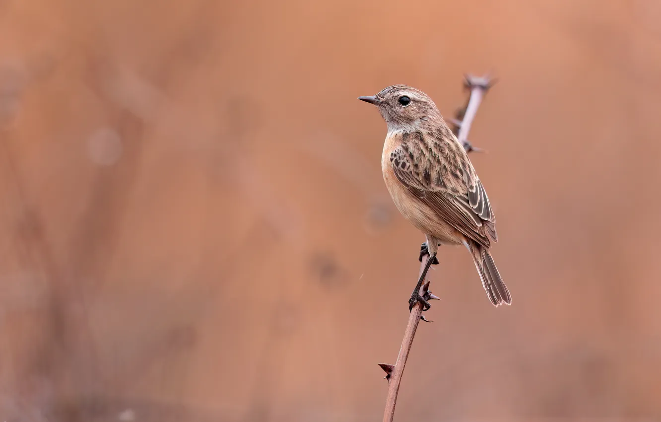 Photo wallpaper bird, pichuga, western black-headed coinage