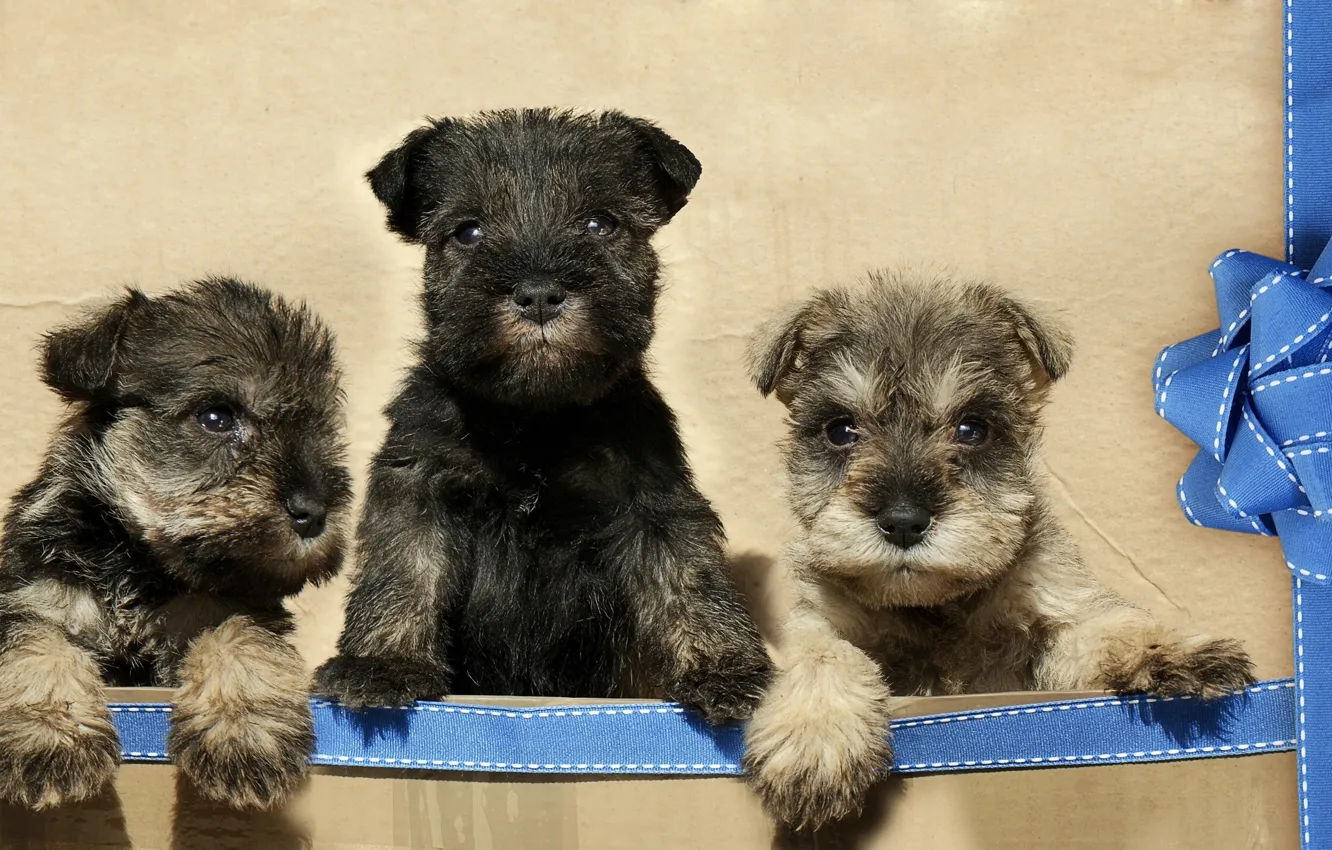 Photo wallpaper puppies, tape, bow, trio, Trinity