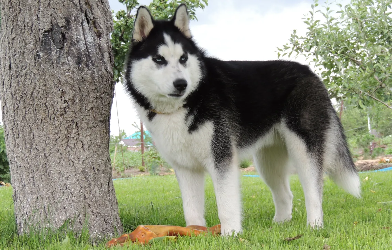 Photo wallpaper summer, blue eyes, husky, Arnie, husky, Siberian husky