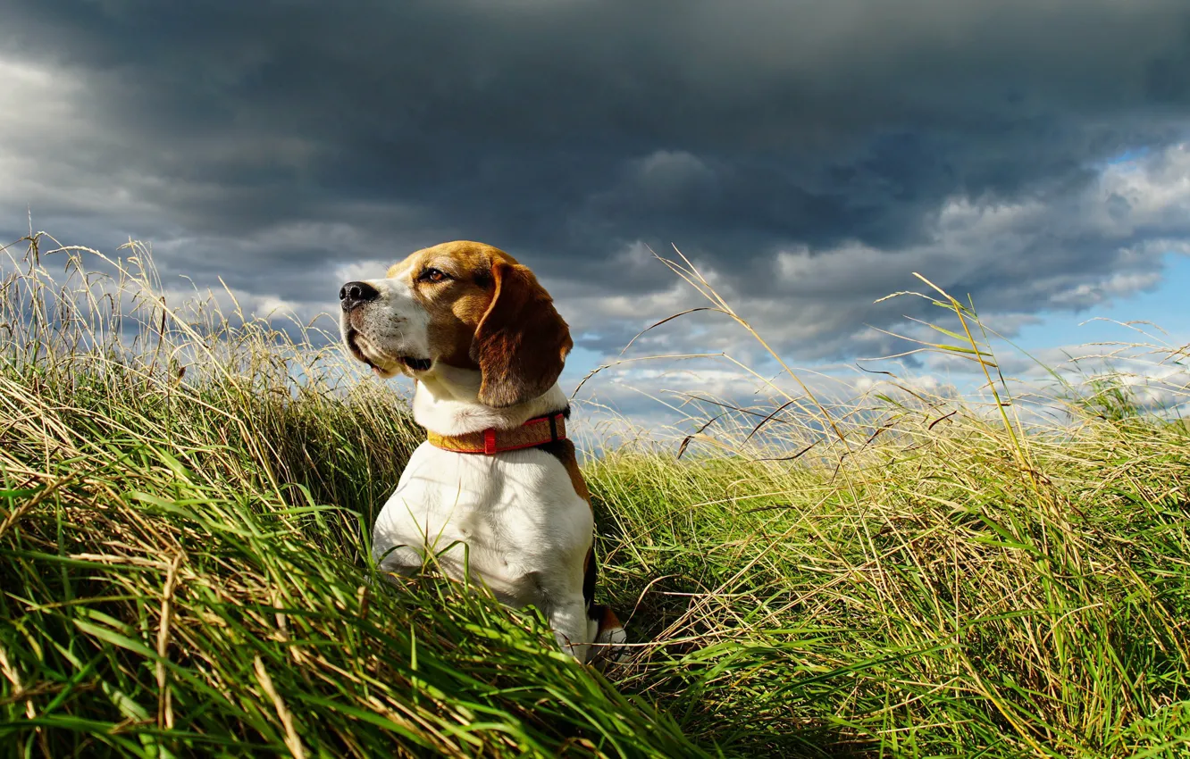 Photo wallpaper field, the sky, dog, Beagle
