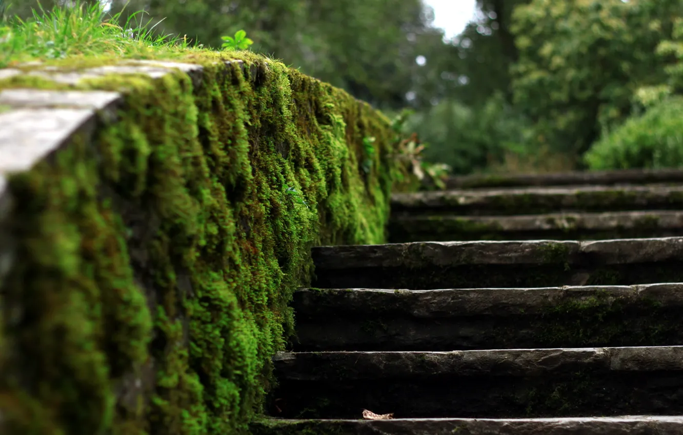 Photo wallpaper macro, moss, stage