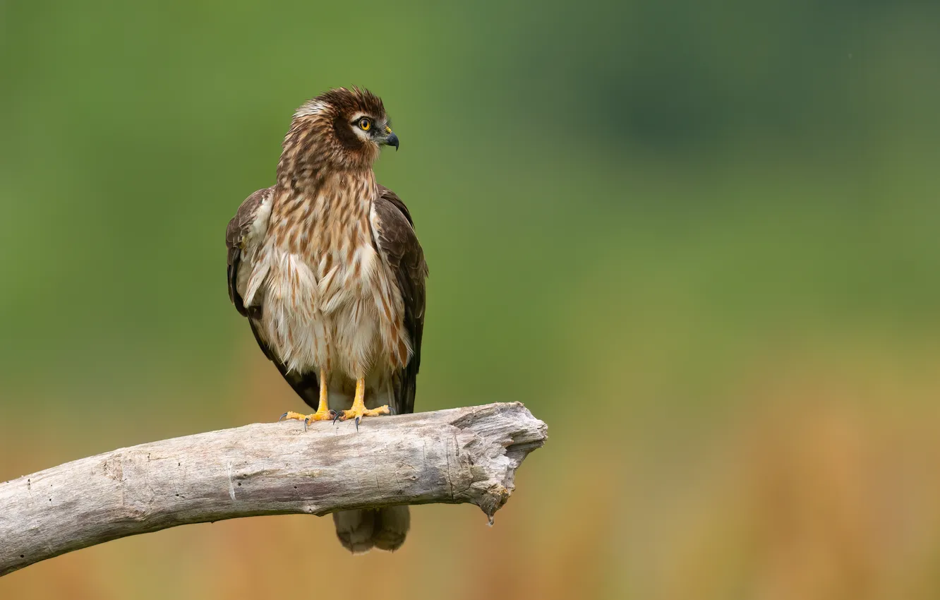 Photo wallpaper branches, bird, meadow harrier