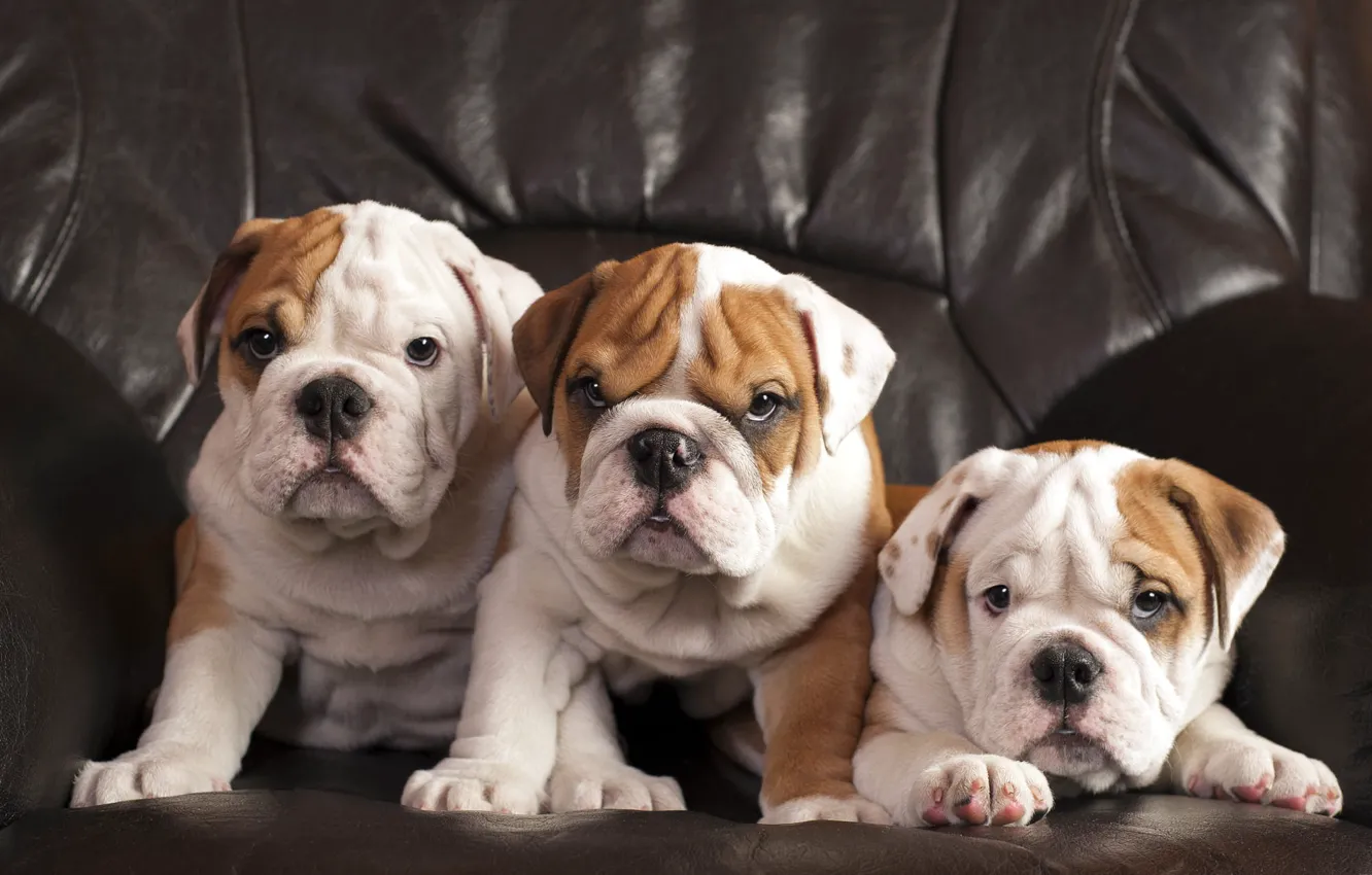 Photo wallpaper look, pose, dog, chair, baby, puppy, bulldog, face