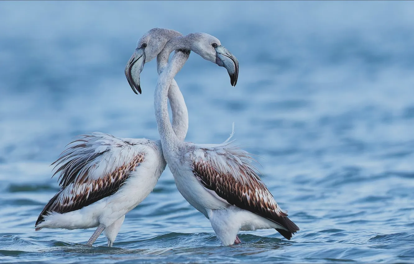 Photo wallpaper emotions, animal, bird, pair