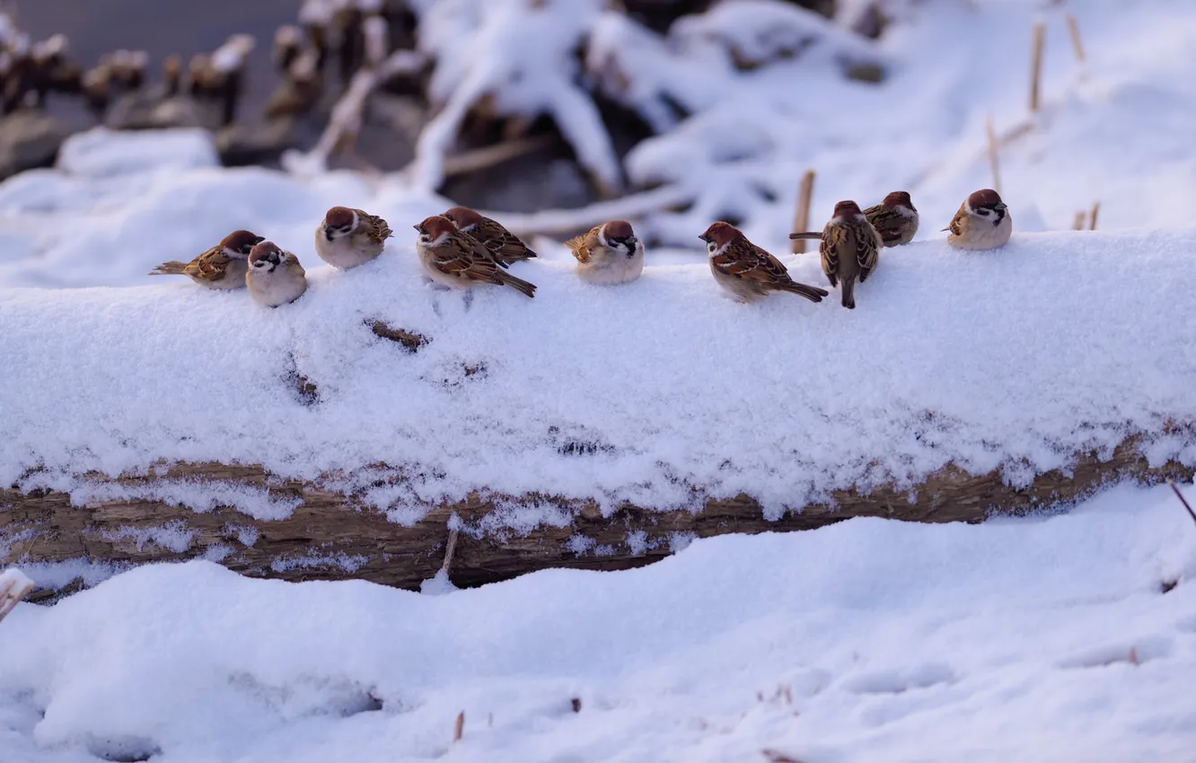 Photo wallpaper winter, snow, nature, bird, Sparrow, log, flock