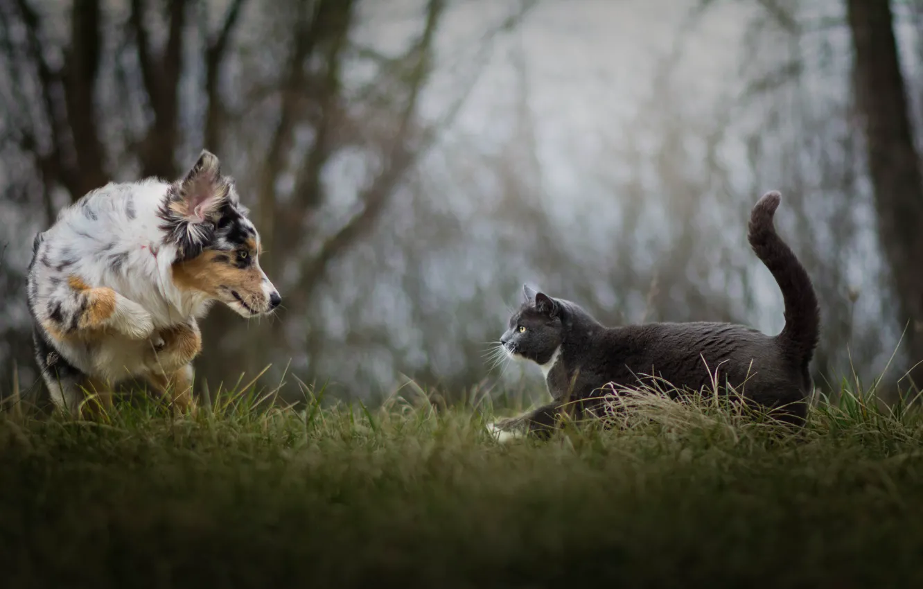 Photo wallpaper cat, grass, cat, meeting, dog, walk, bokeh, Australian shepherd