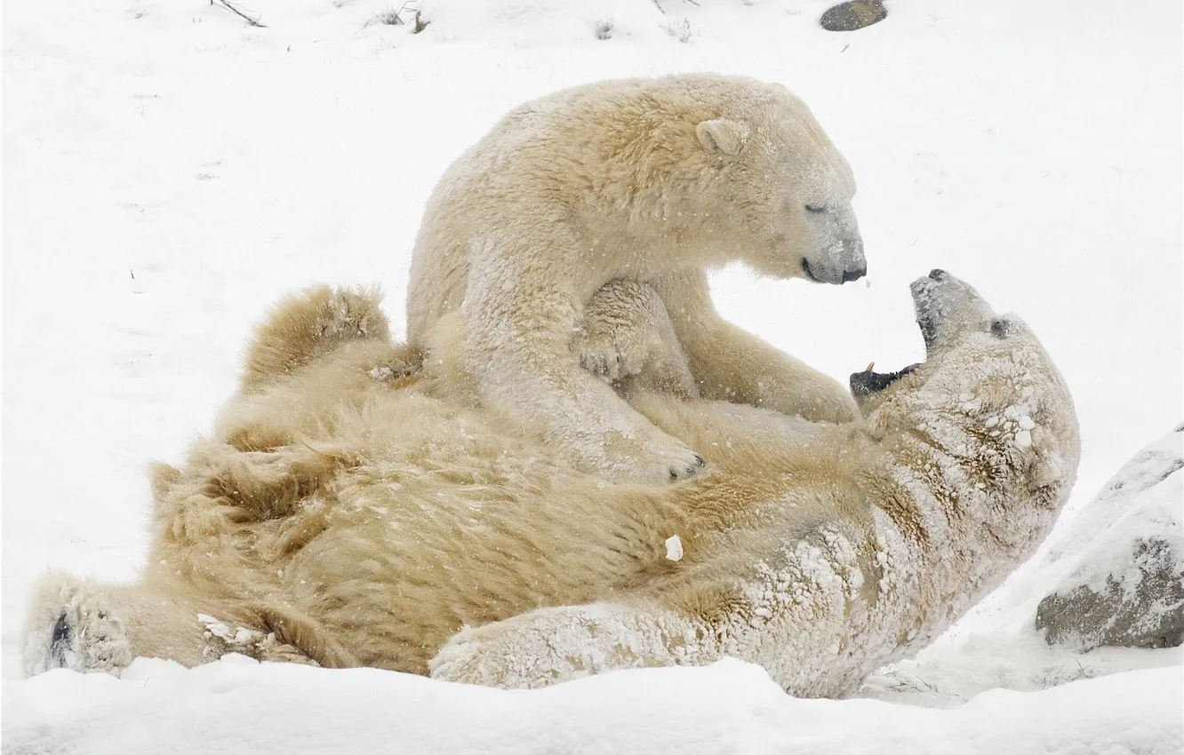 Photo wallpaper winter, snow, game, polar bears