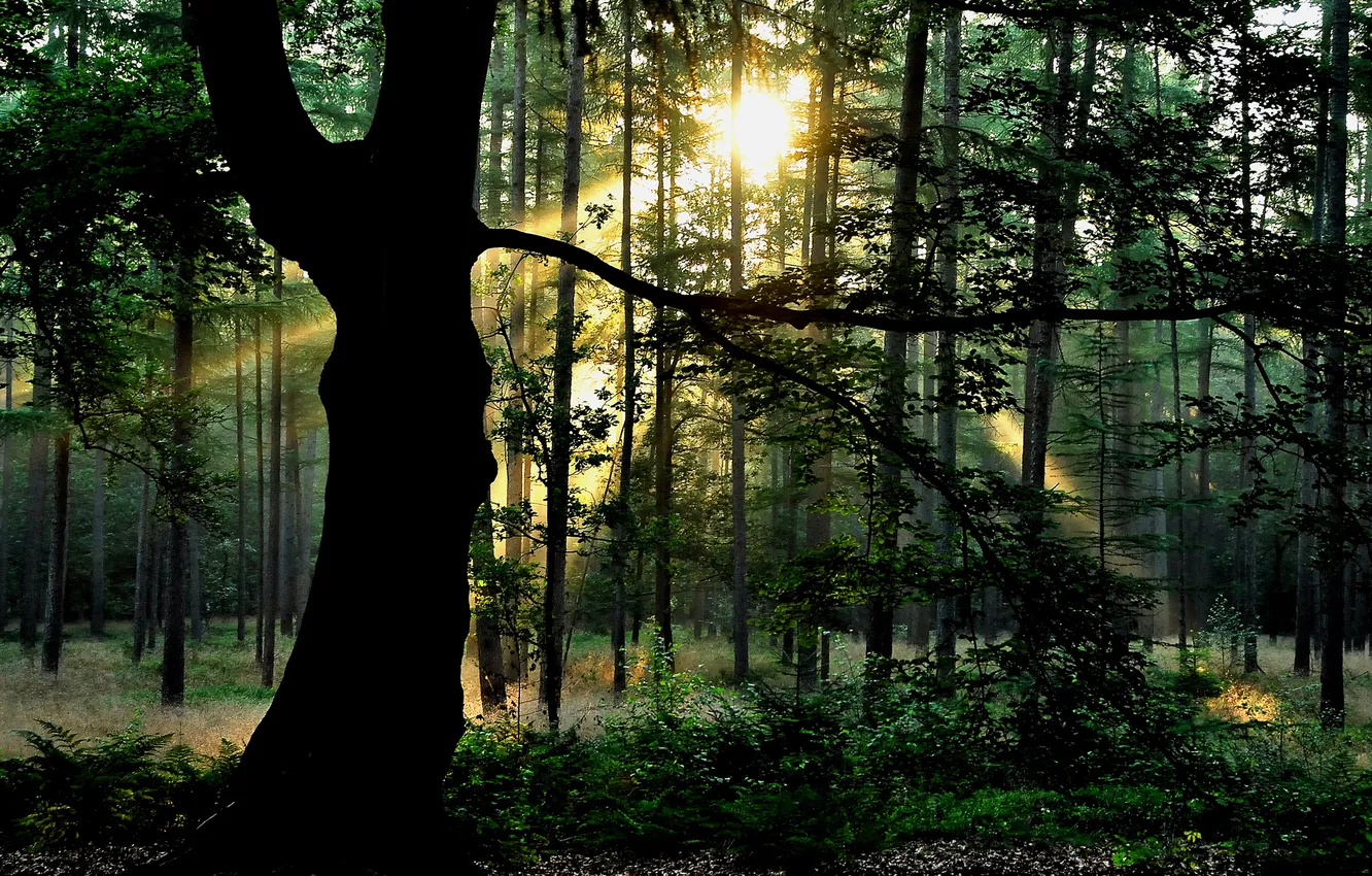 Photo wallpaper forest, the sun, tree, foliage