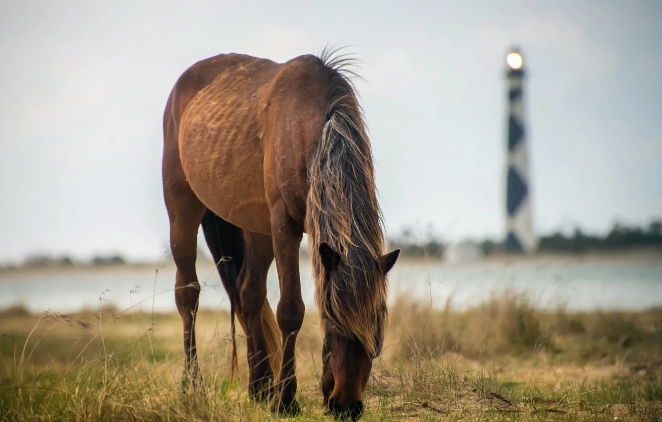 Photo wallpaper nature, horse, lighthouse