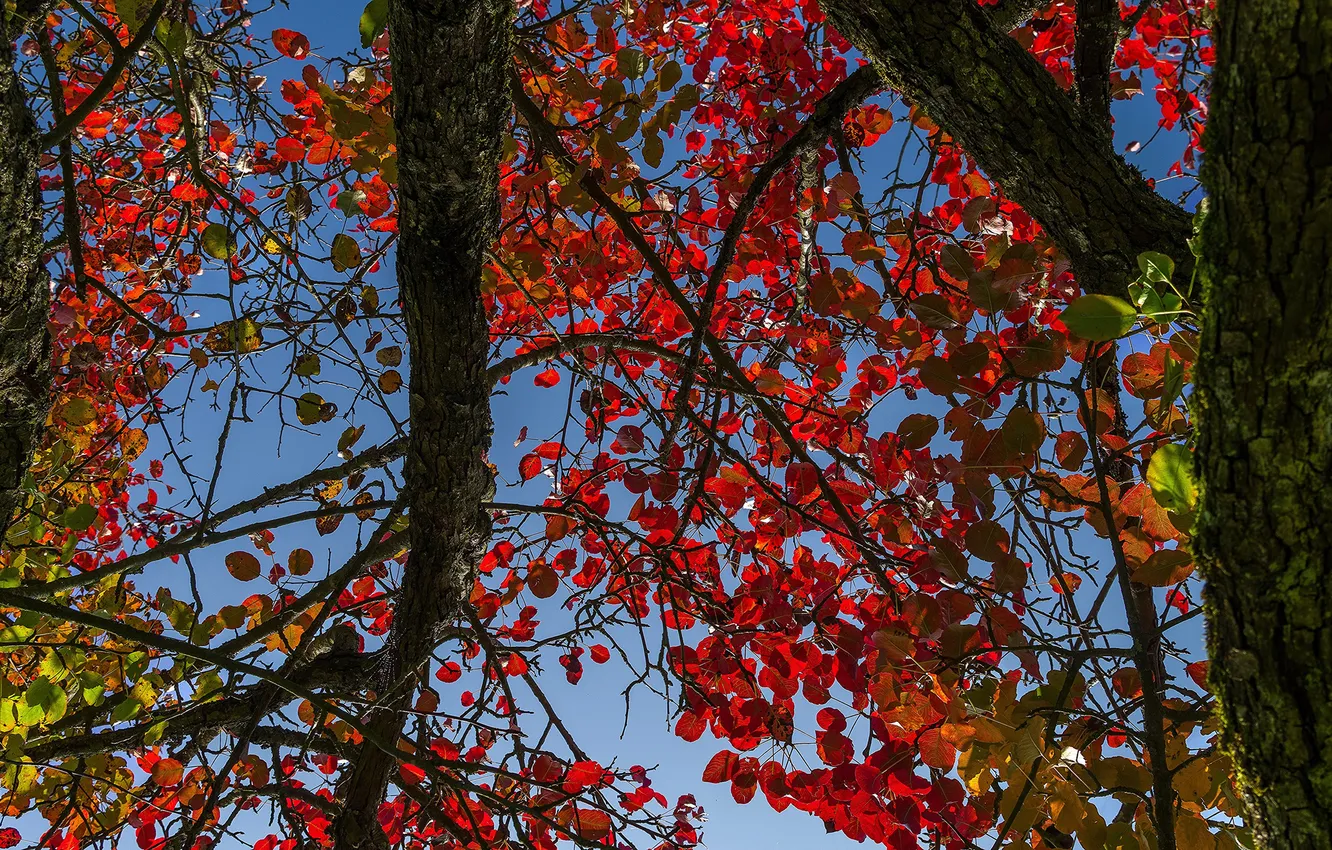 Photo wallpaper autumn, the sky, leaves, trees, trunk, the crimson