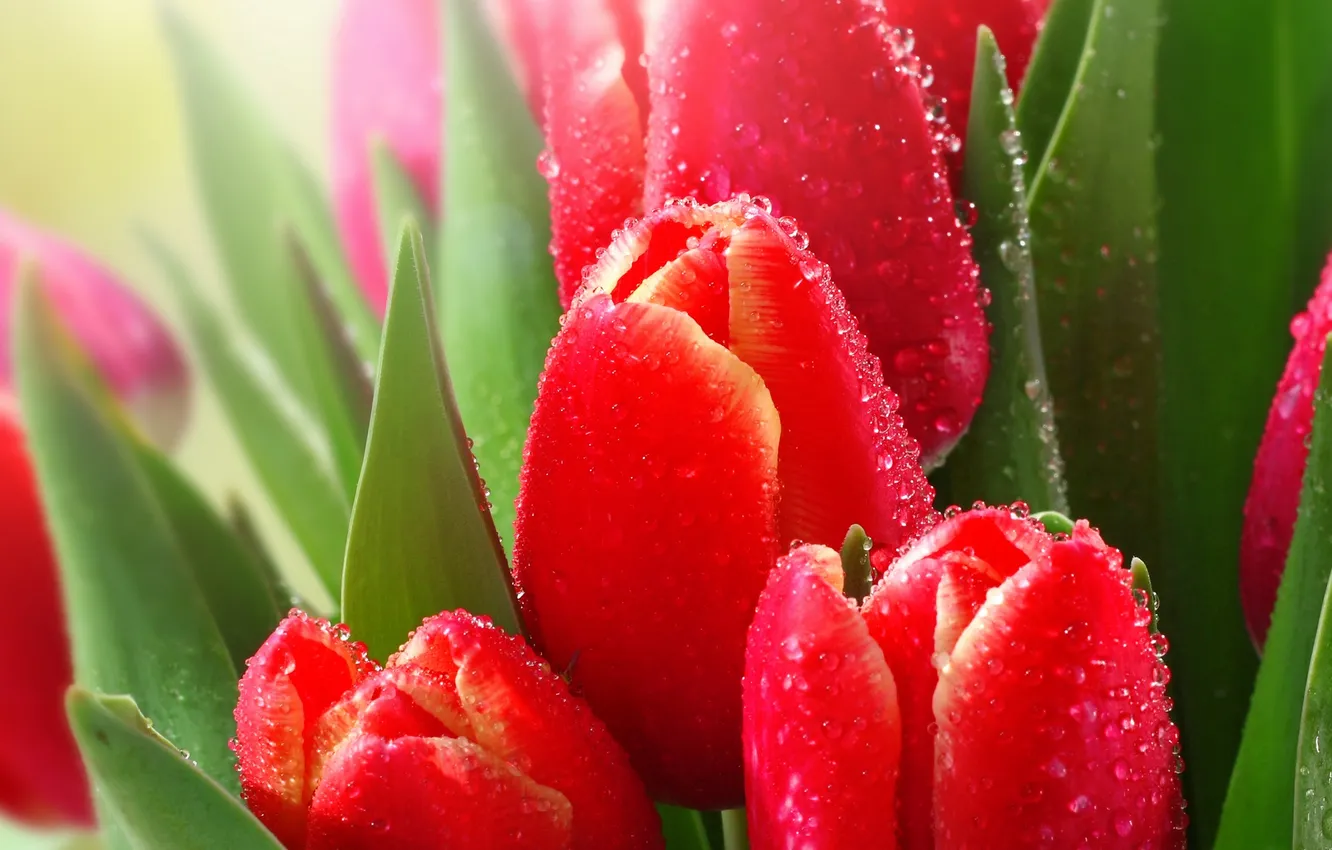 Photo wallpaper leaves, the sun, drops, rays, light, flowers, red, Rosa