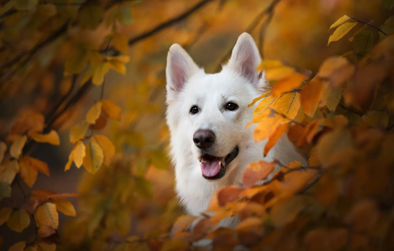 Photo wallpaper autumn, look, face, branches, dog, yellow leaves, The white Swiss shepherd dog